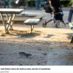 在城市里可以看到越来越多的老鼠，比如在萨尔布吕肯