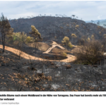 塔拉戈纳森林大火烧毁1100公顷森林后留下一片焦土