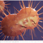 淋病奈瑟菌 – 淋病的病原体