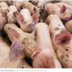 猪肉收购价格1.25欧元每公斤